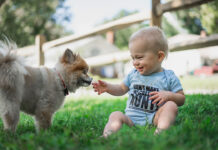 Zwierze domowe - pupil - dziecko i pies